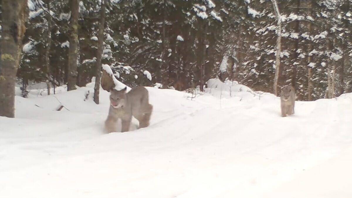 Lynx family in Minnesota's Voyageurs National Park.