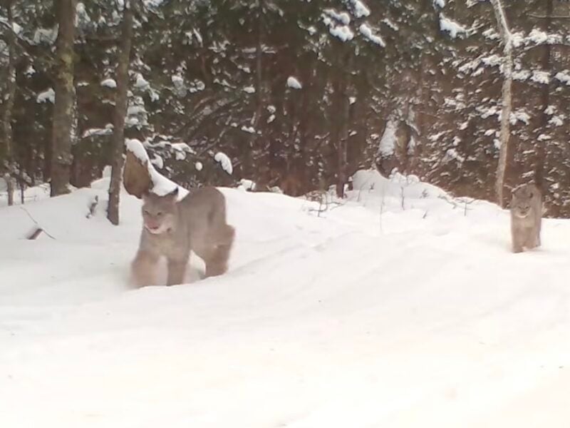 Lynx family in Minnesota's Voyageurs National Park.
