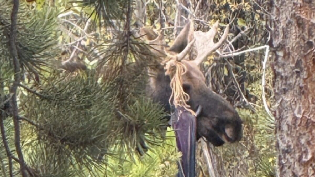 Bull moose with a hammock tangled in its antlers.