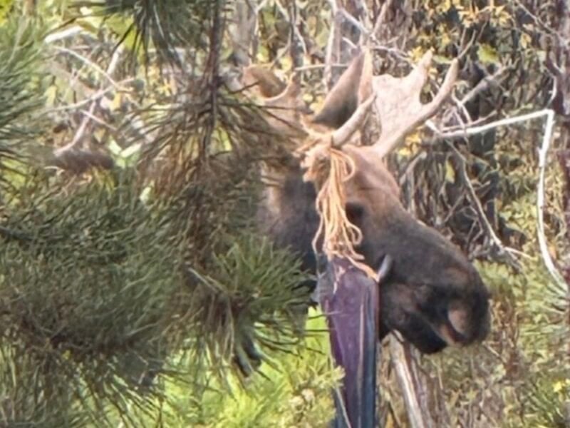 Bull moose with a hammock tangled in its antlers.
