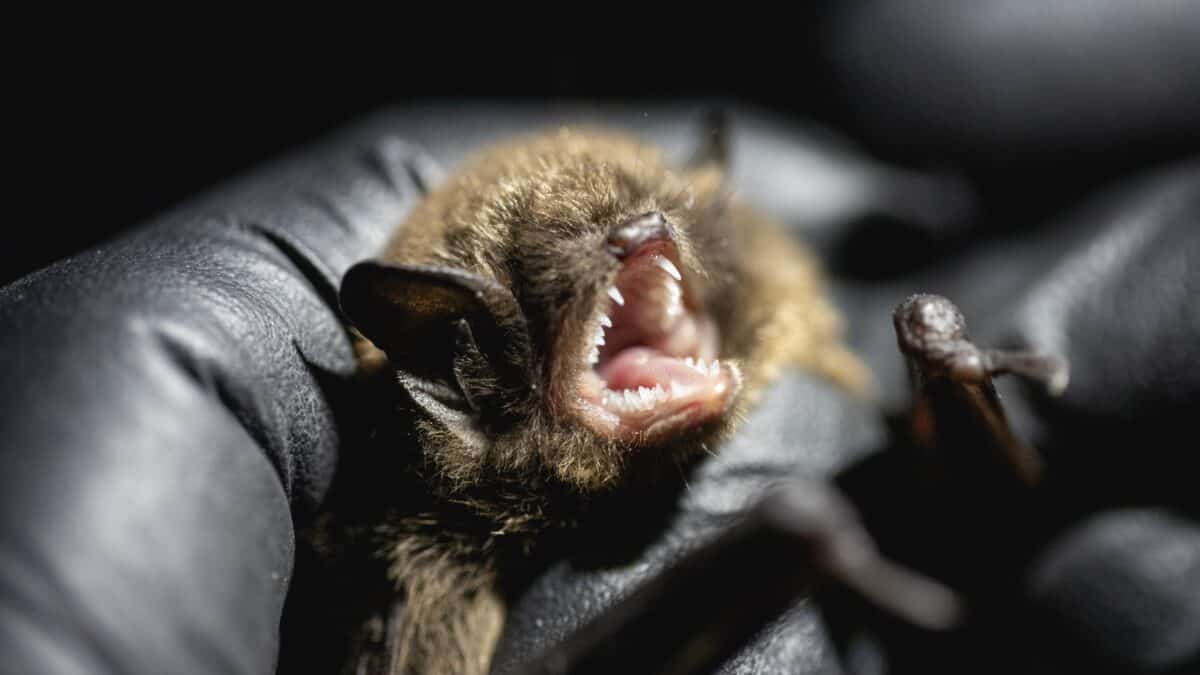 A Little Brown Bat in Glacier National Park, the species found to have White Nose Syndrome.