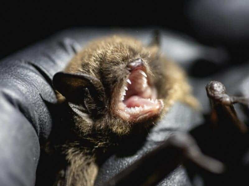 A Little Brown Bat in Glacier National Park, the species found to have White Nose Syndrome.