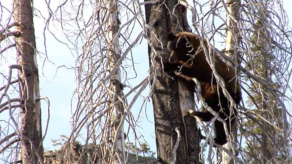 Bear climbing a charred tree with bare branches after a wildfire.