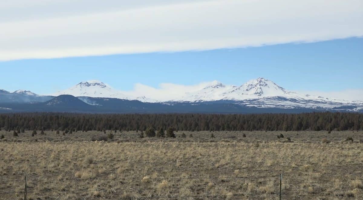 Snow-capped mountains over a grassy plain with a pine forest.