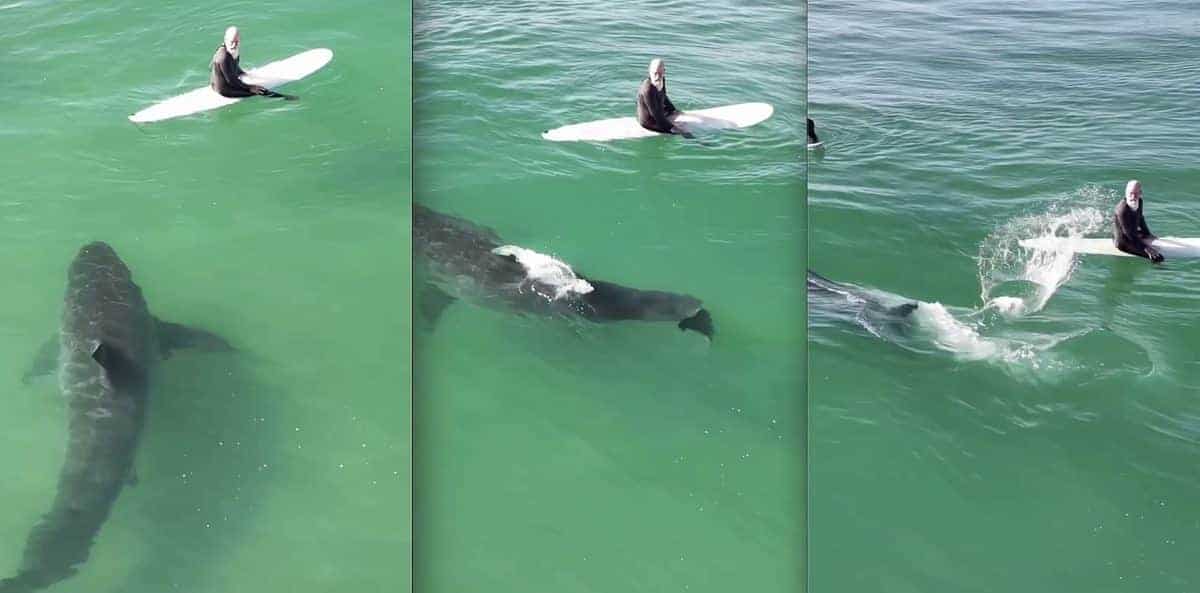 California surfer great white close encounter
