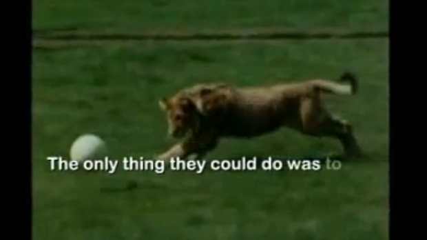 Lion, radass movie, tigers, animals, sweet