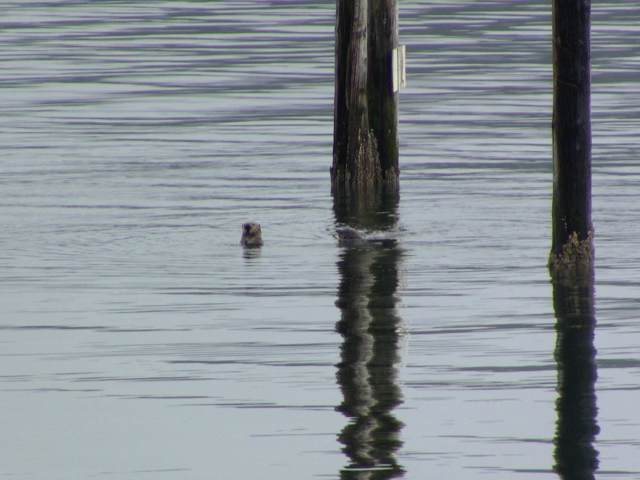 sea otter cordova alaska