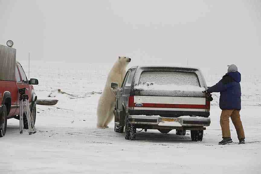 scientists-believe-that-climate-change-could-cause-more-polar-bear