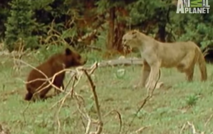 bear vs mountain lion