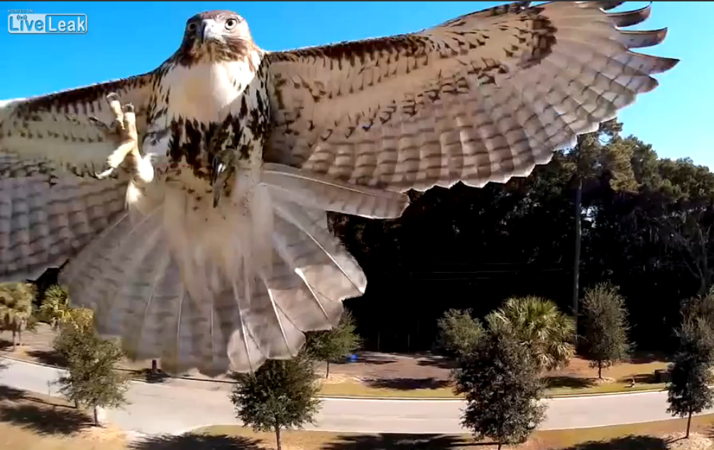 Video of bird and gopro