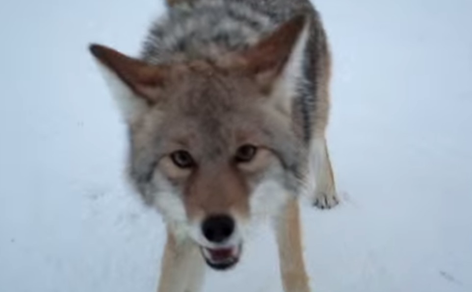 Coyote Attack in British Colombia Canada