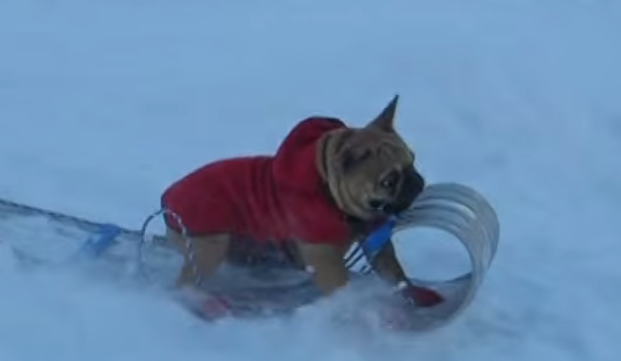 There Are Sled Dogs and Then There Is This Little Rascal....