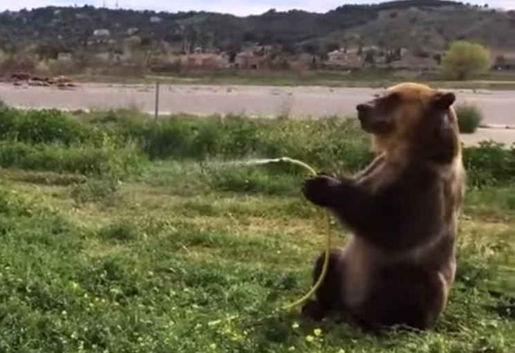 Brown Bear Hosing Off His German Shepherd Buddy Unofficial Networks