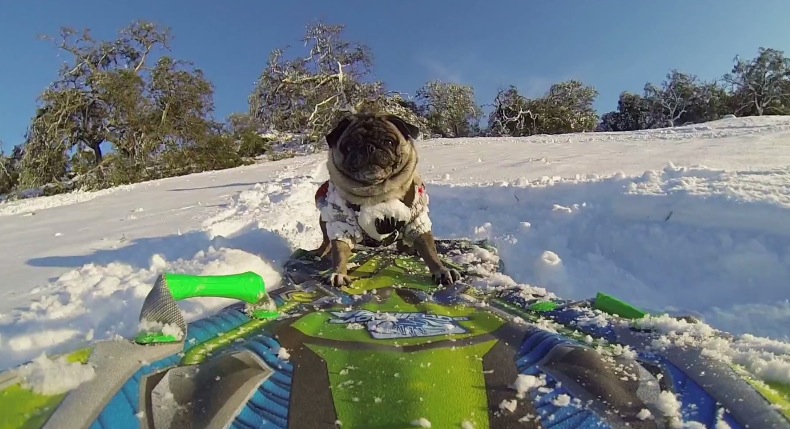 Brandy The Sledding PUG