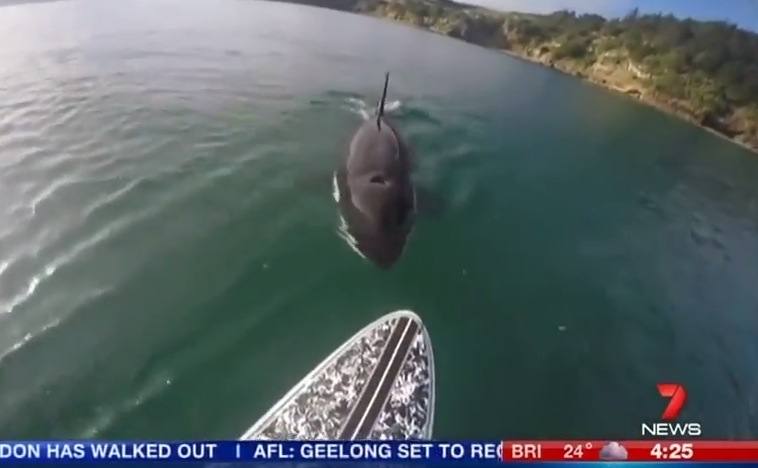 Watch: Killer Whale Takes Bite Out Of SUP Board | Unofficial Networks