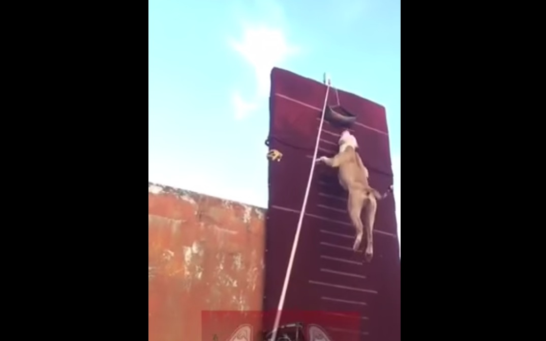 Watch Amazing Pit Bull Climbs Vertical Wall Unofficial Networks