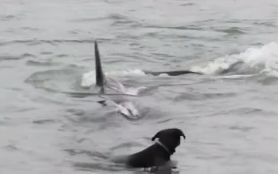 Lucky Dog Almost Snatched By Killer Whale