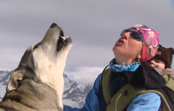 How To Properly Howl Like a Wolf....Lessons From a Badass Biologist