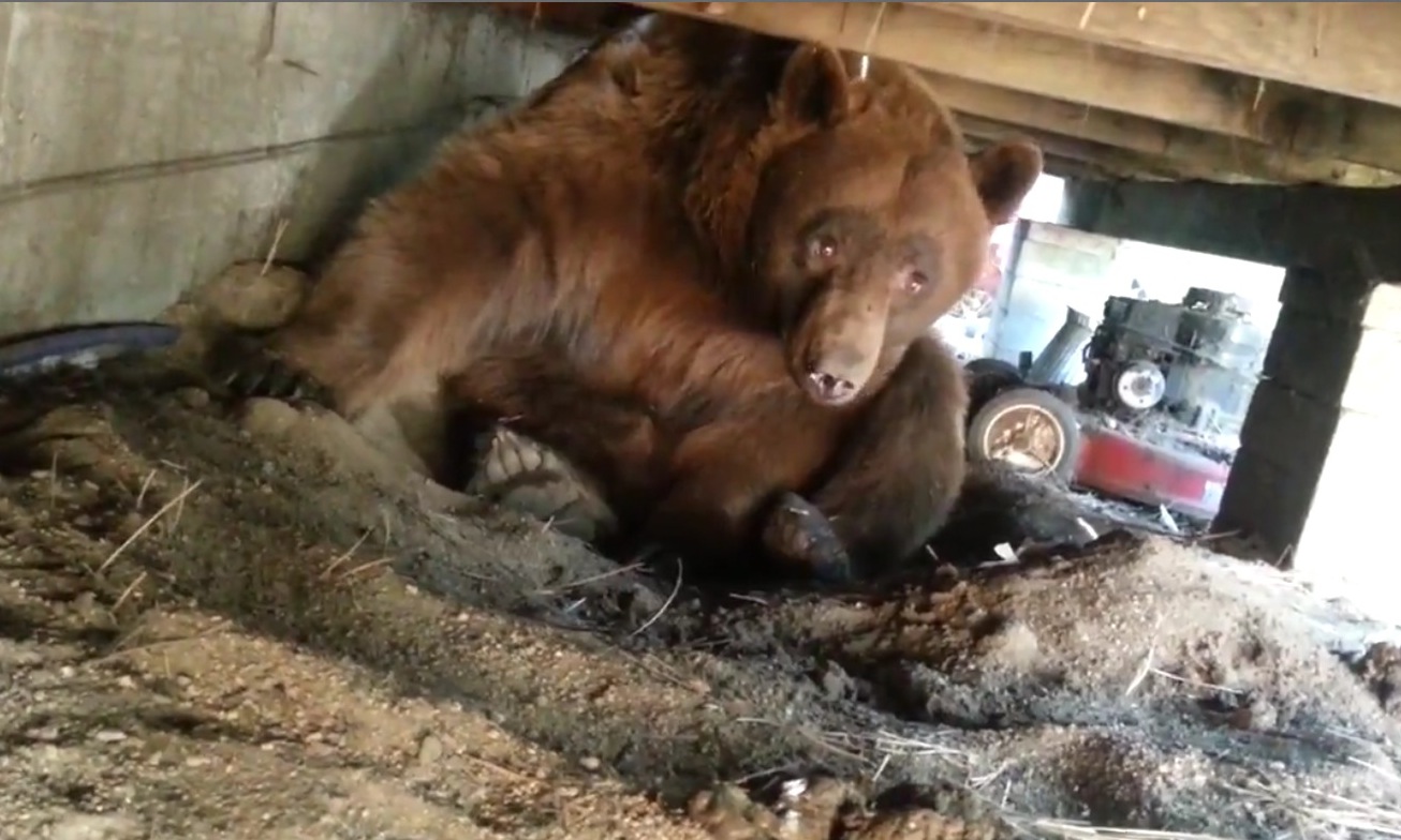 Watch Big Ass Brown Bear Up Close And Personal Unofficial Networks 