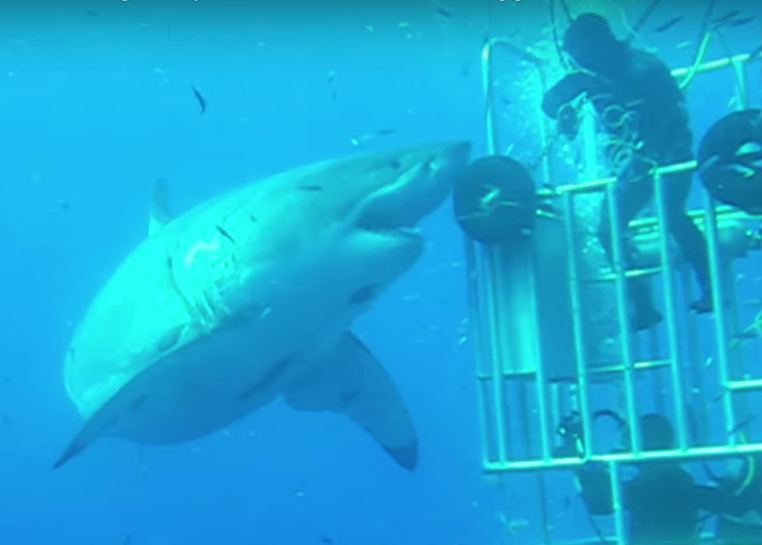 Watch: Previously Unseen Footage Of Biggest Shark Ever Captured On Camera