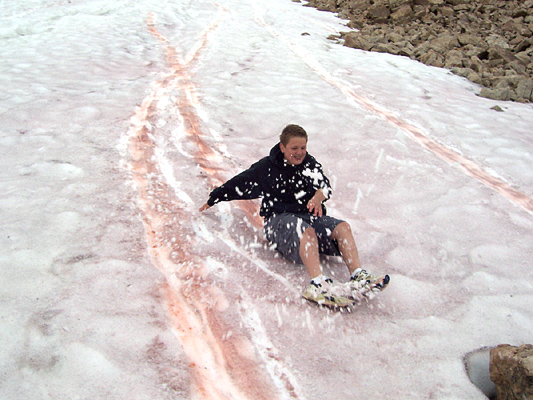 Why Pink Snow Is A Telltale Sign Of Climate Change...