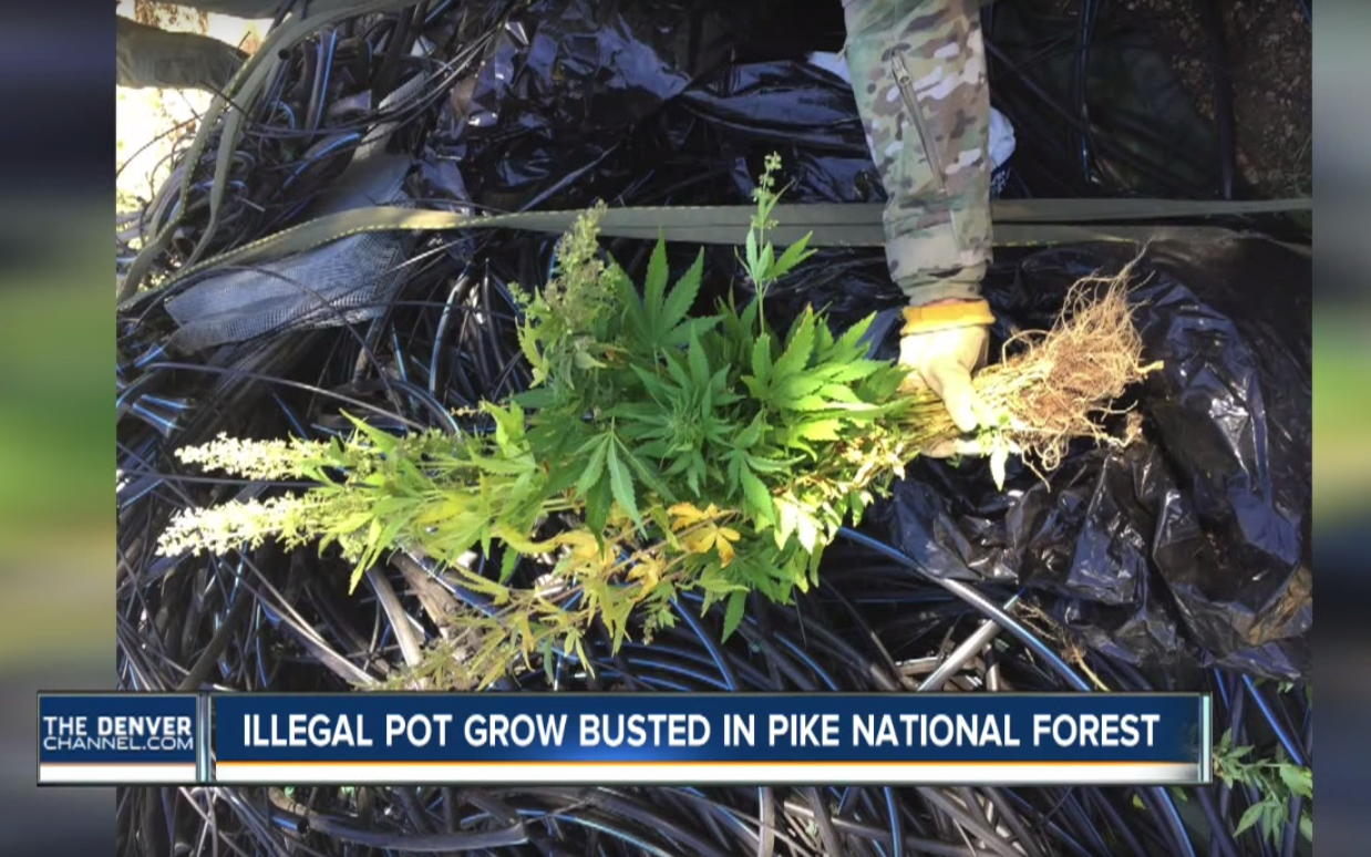18,000 Illegal Marijuana Plants Found in Pike National
