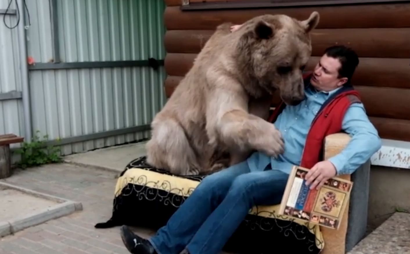 This Bear Has Been Living With A Family In Russia For Two Decades