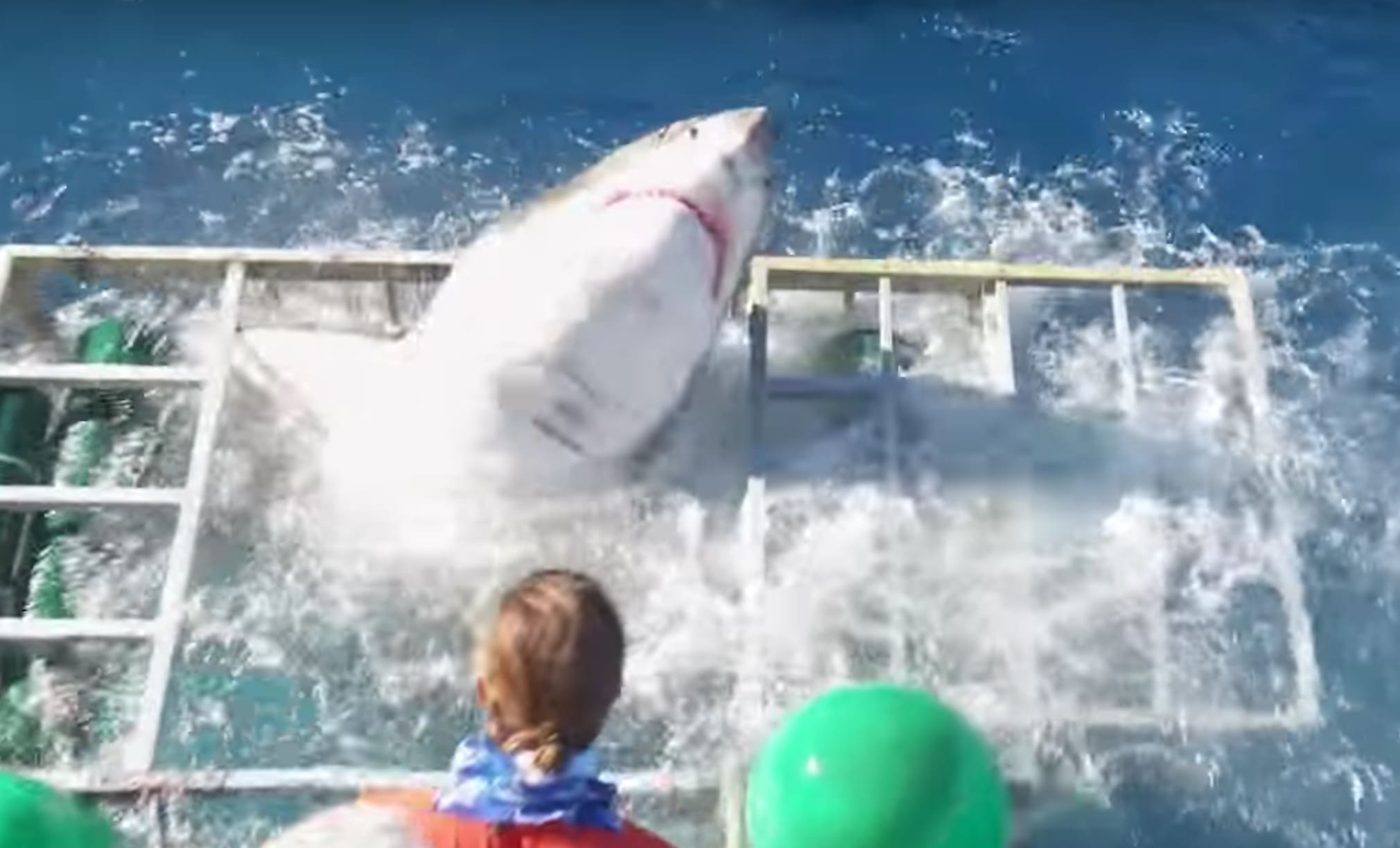 WATCH: Great White Gets Stuck In Shark Cage With Diver Still Inside