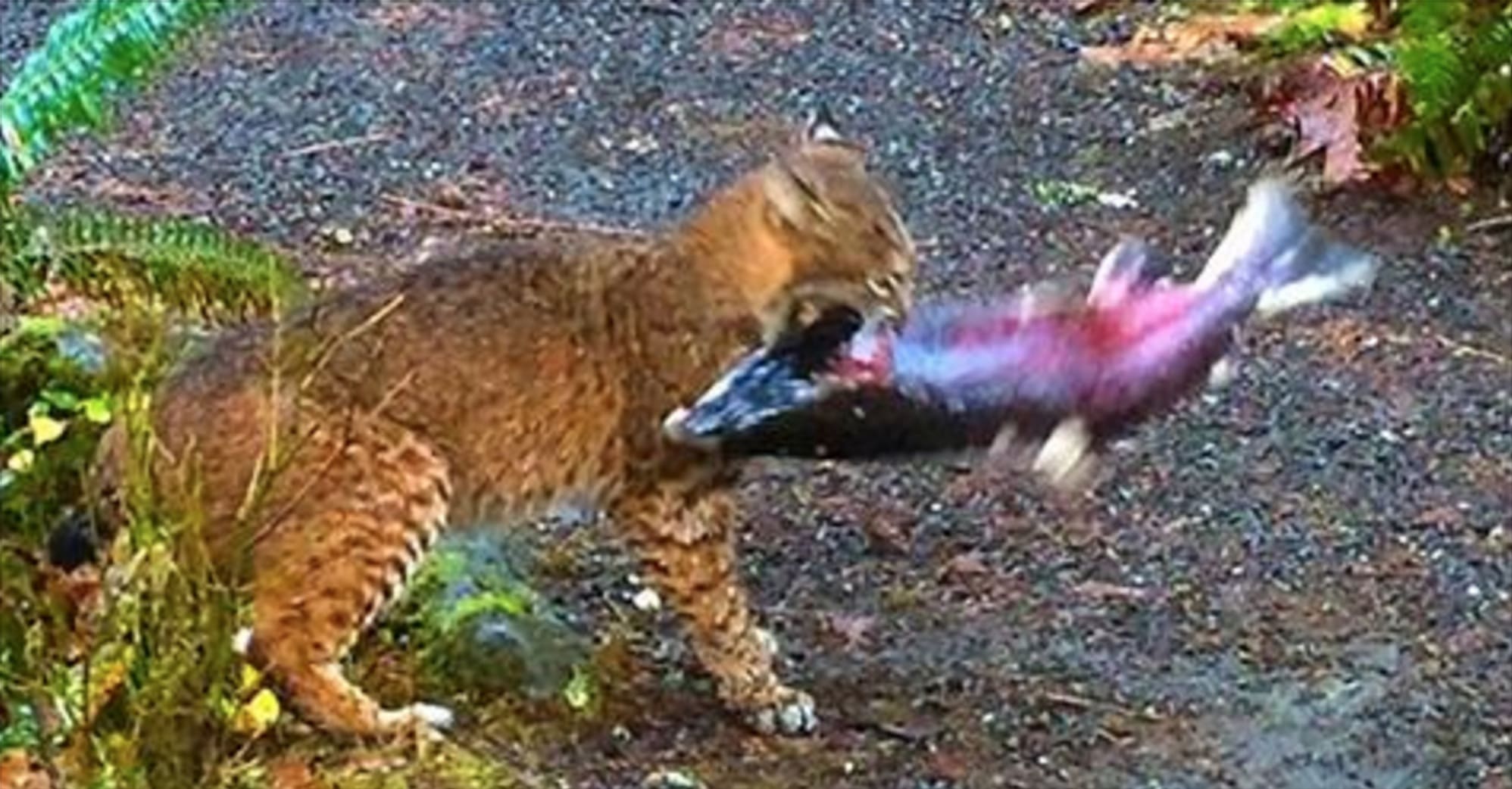 Watch a Bobcat Catch a Monster Fish | National Geographic | Unofficial