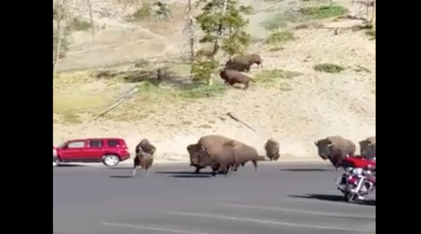 Wild Footage Of Bison Stampede Through Yellowstone Parking Lot ...