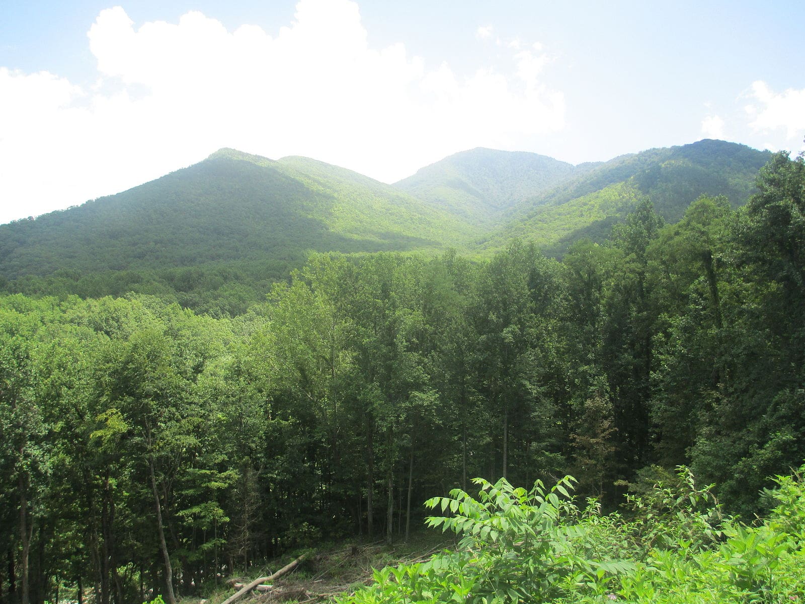 Missing For 11 Days, Teenager Walks Out Of National Park Alive