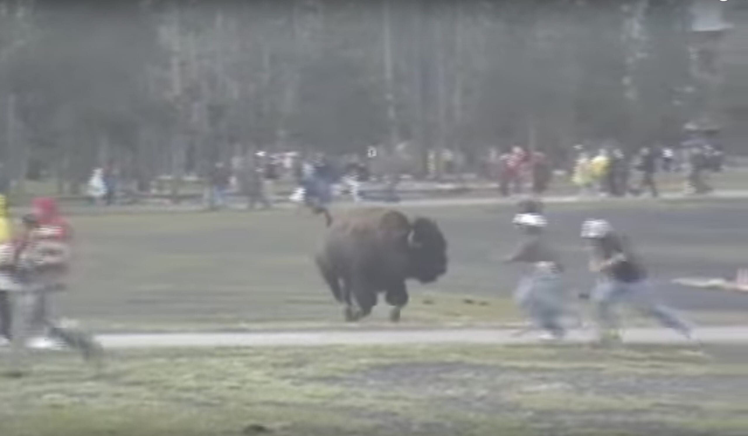 That Time A Bison Charges Tourists at Old Faithful in Yellowstone