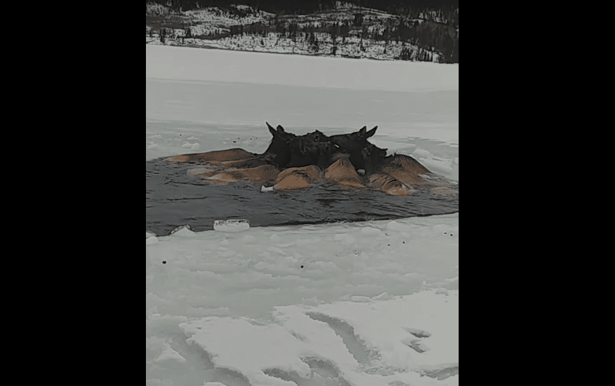 Good Samaritans Rescue 13 Elk Trapped In Freezing Water