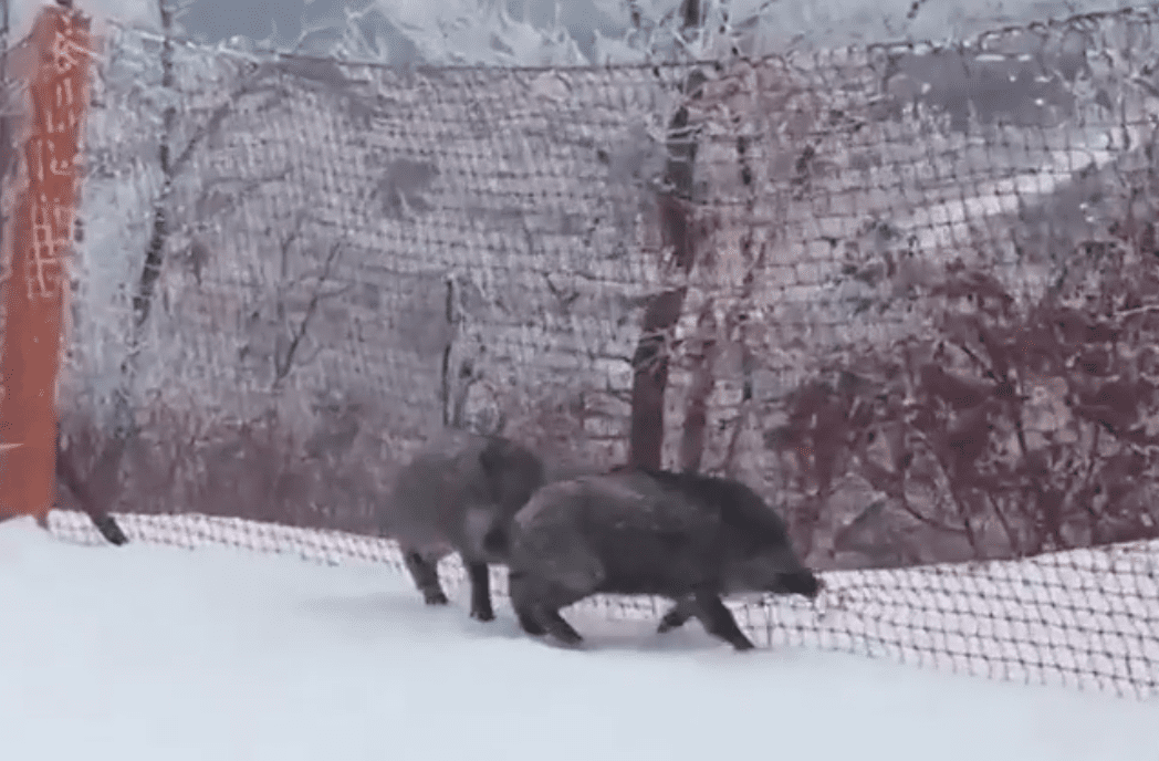 WATCH: Wild Boars vs. Korean B-Netting
