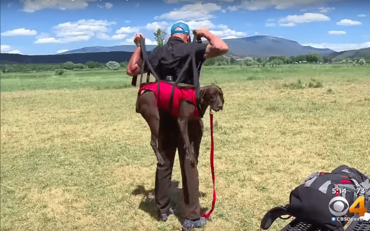 dog rescue sling