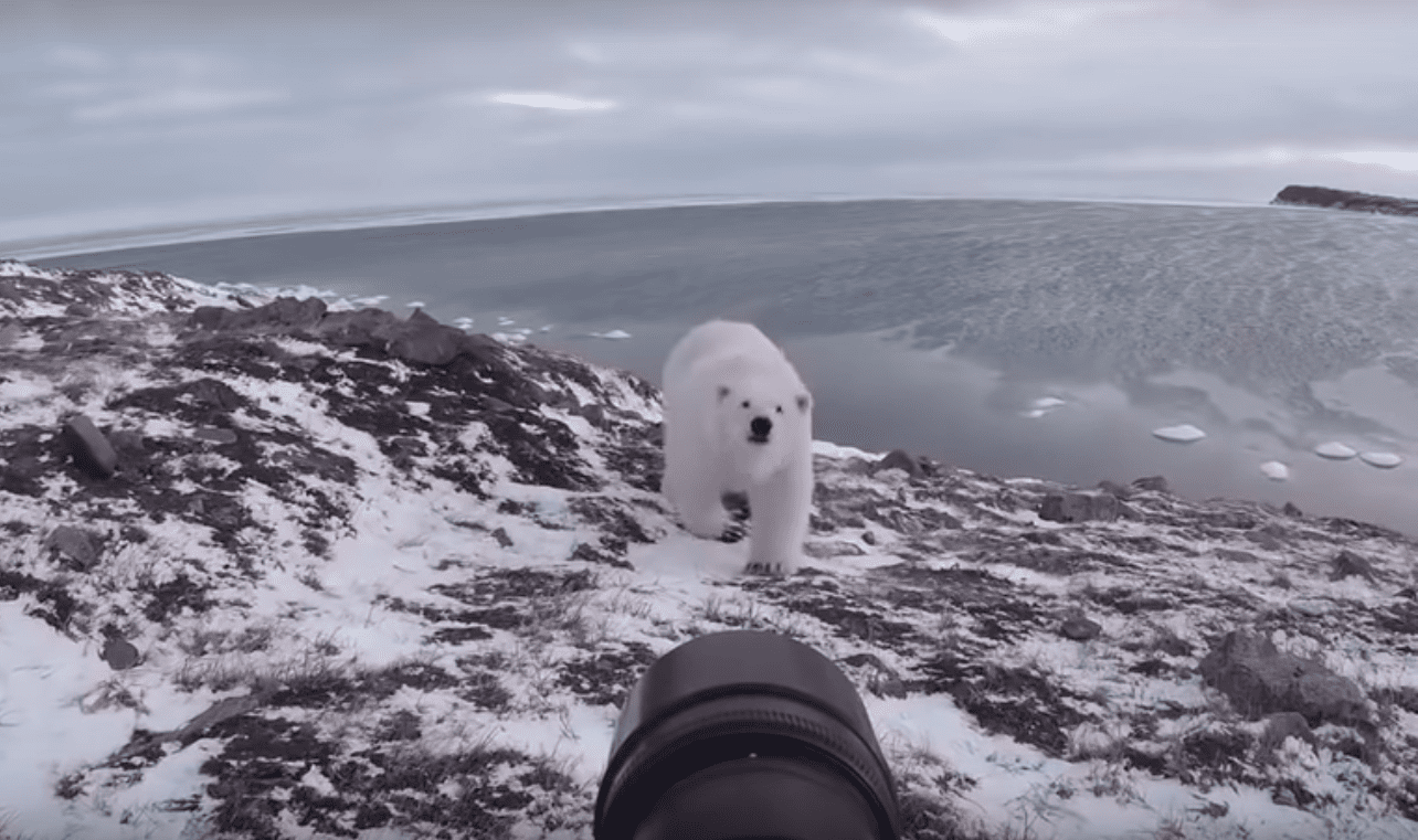 Russian Wildlife Photographer Faces Down Polar Bear & Lives