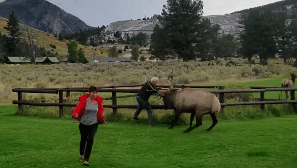 WATCH: Elk Charges Tourist @ Yellowstone National Park