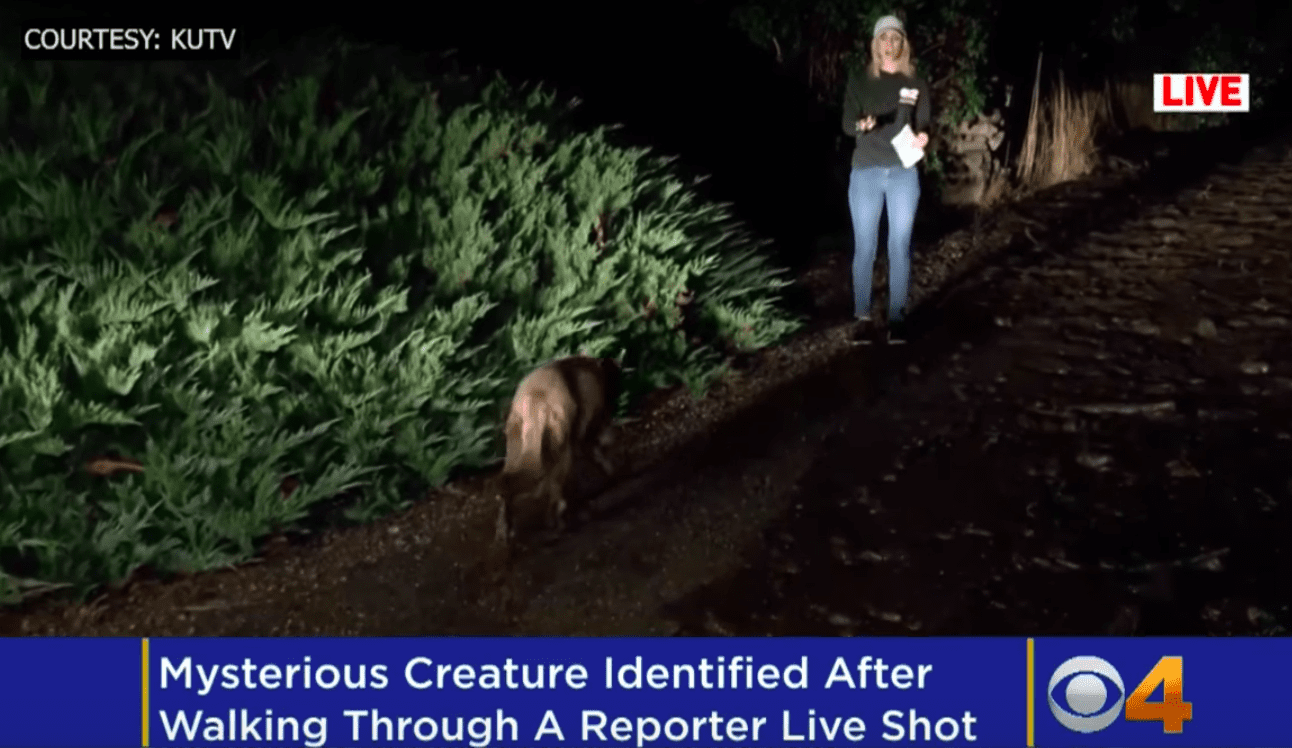 Utah DWR "99% Sure" Mystery Creature That Crept Up On Reporter Was A Dog