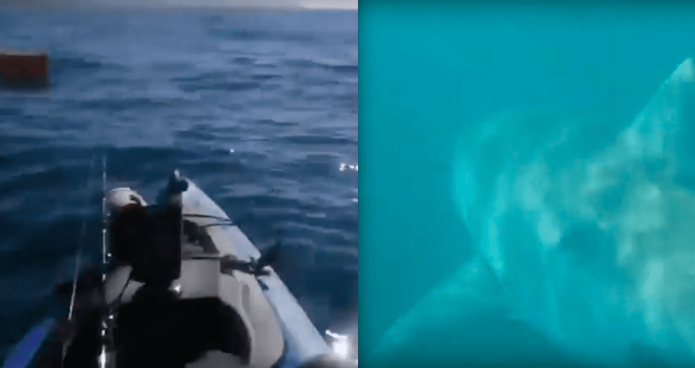 Kayak Fisherman’s Close Encounter with Great White Shark