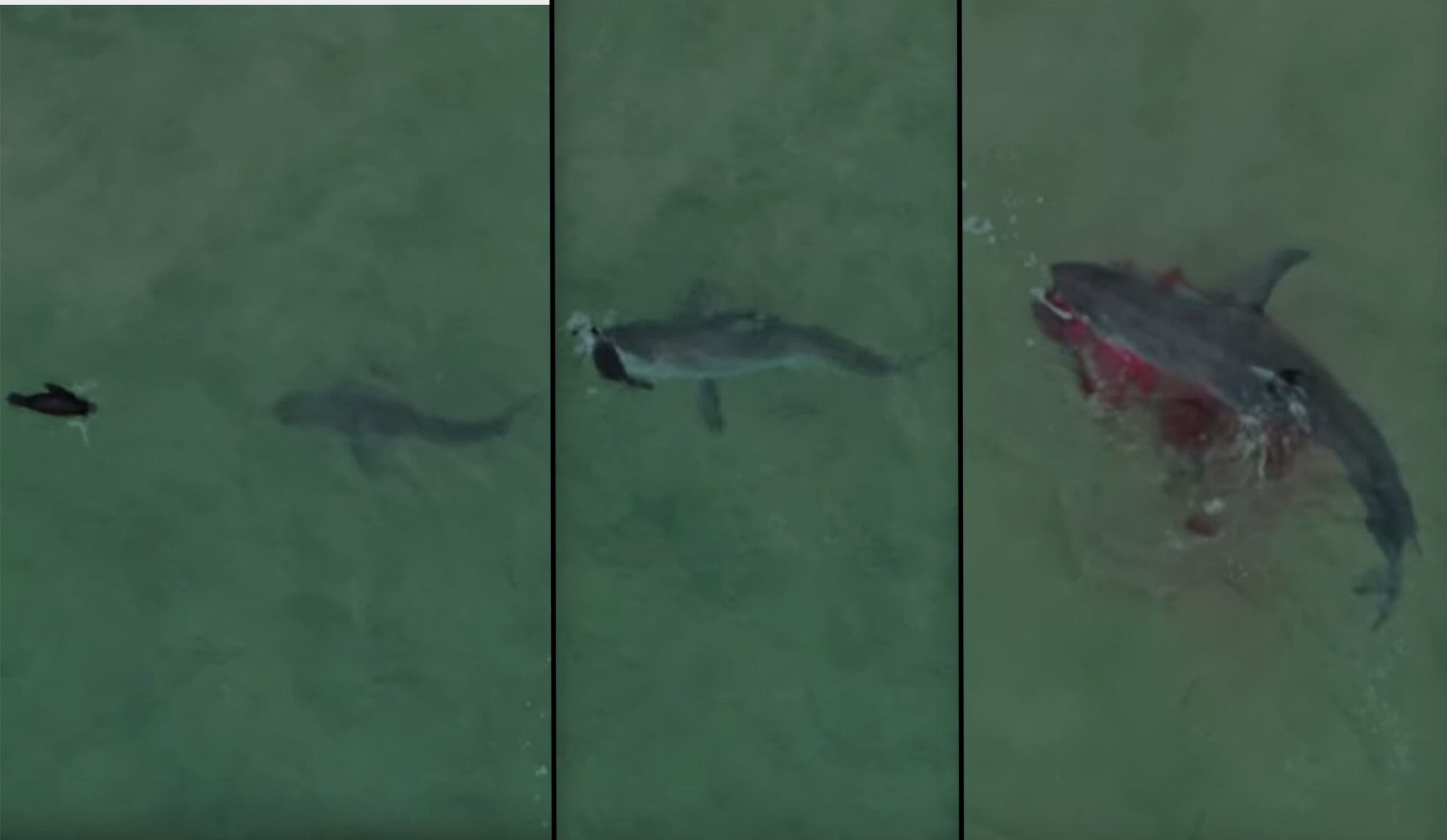 Captures Footage Of Great White Shark Eating A Seal | Networks