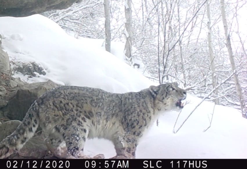 Rare Footage of Snow Leopard Roaring In Northern Pakistan