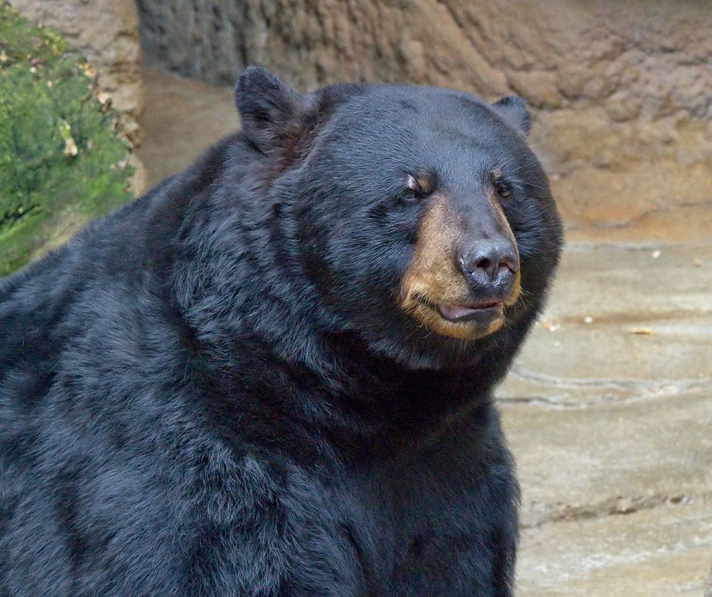 Black Bear Attacks 19-Year-Old Woman Napping in Southern California