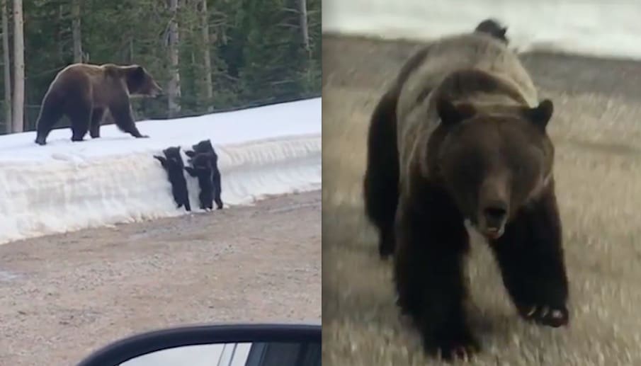 VIDEO: Momma Grizzly Bear Charges Passing Car In Montana