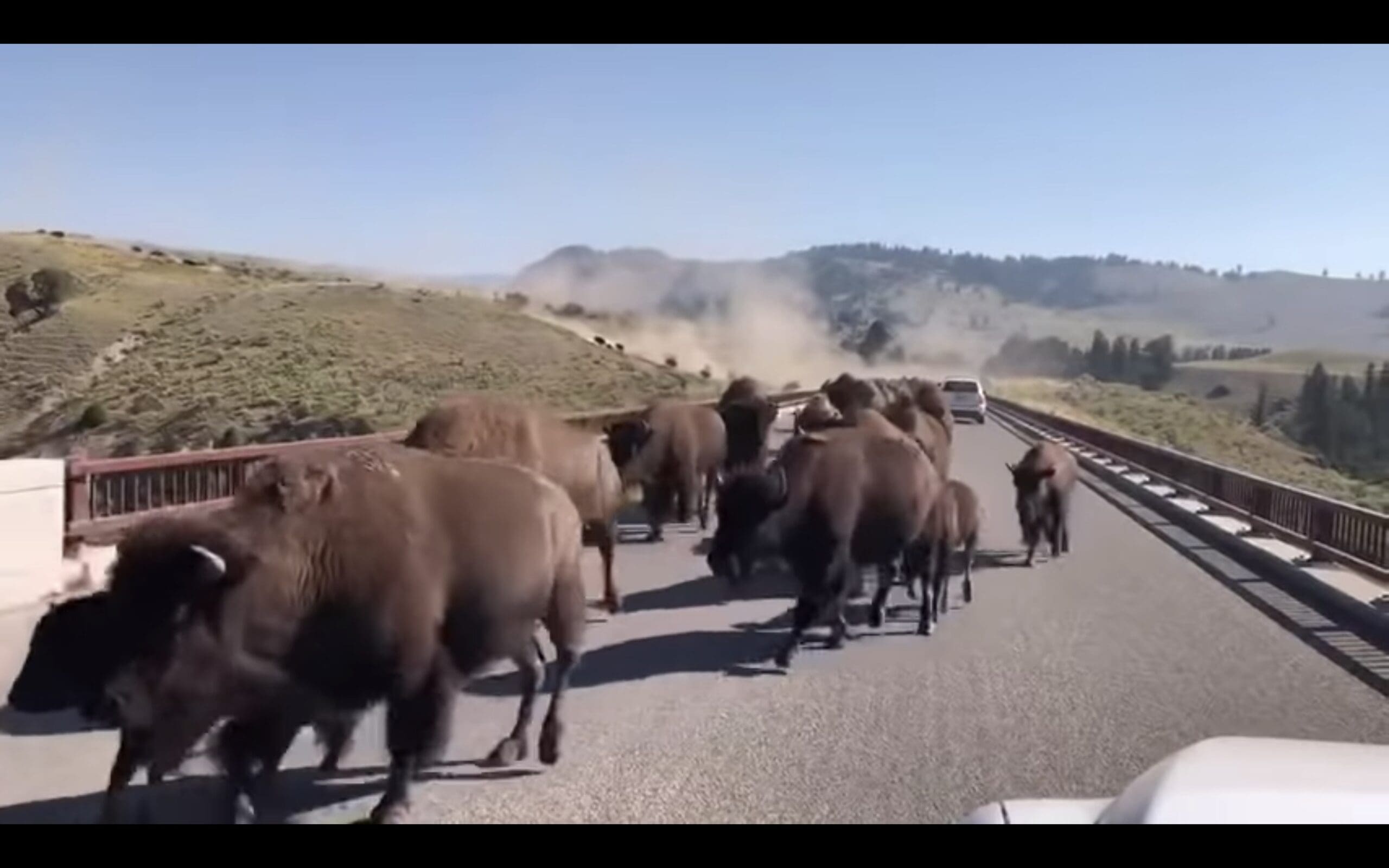 Start Your Day With Bison Stampede Down Yellowstone Highway ...