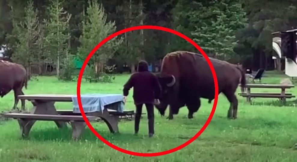 VIDEO Moments Before 72YearOld Woman Gored By Yellowstone Bison