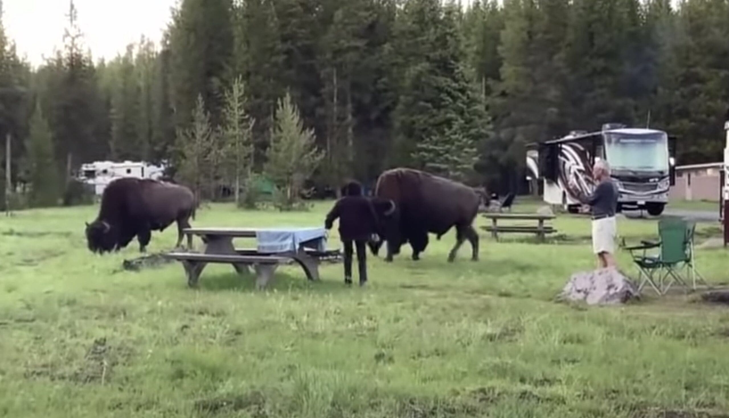 Footage Of 72YearOld Woman Gored by Bison Yellowstone Unofficial