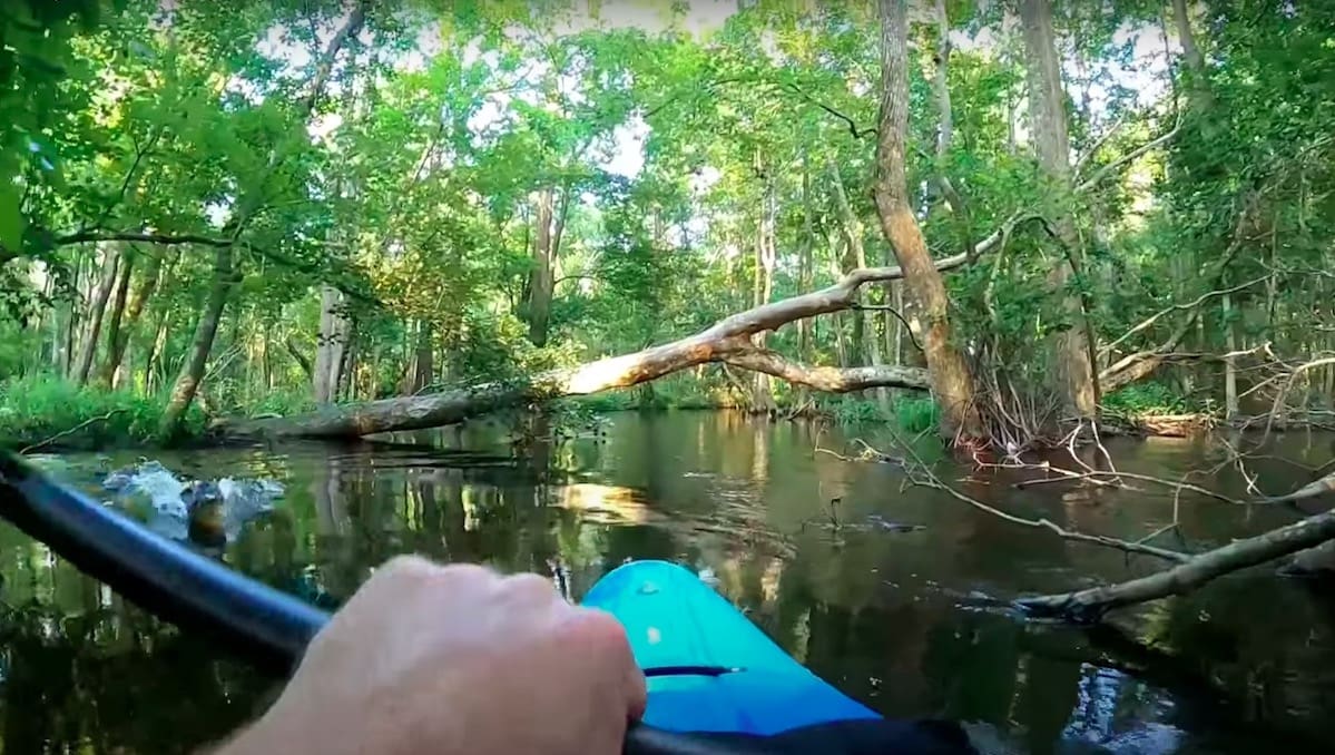 The Moment An Alligator Attacks Kayaker in North Carolina