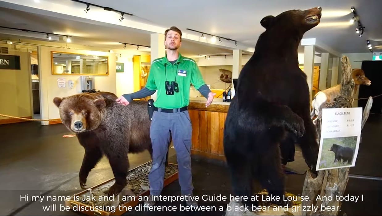 How To Tell The Difference Between Grizzly Bears and Black Bears