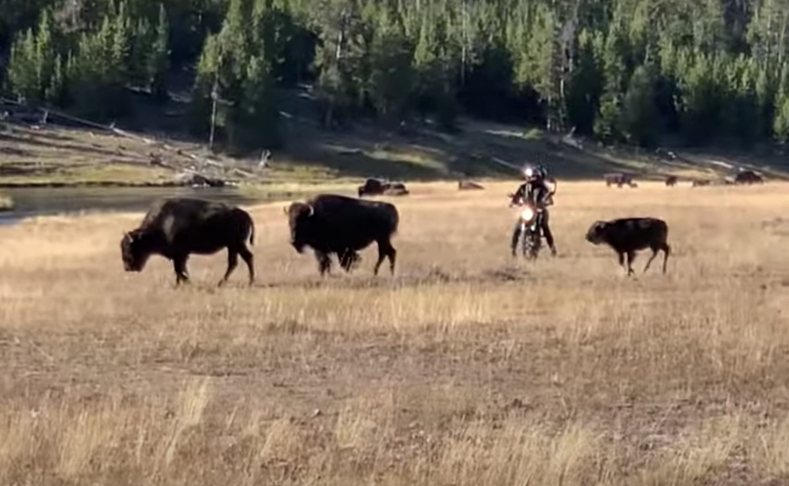 Video Shows Motorcyclists Harassing Bison Calves in Yellowstone