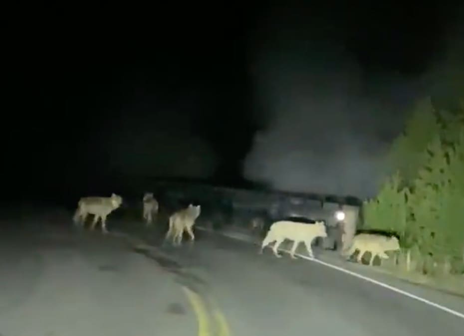 Yellowstone Driver Encounters Wolf Pack While Driving At Night